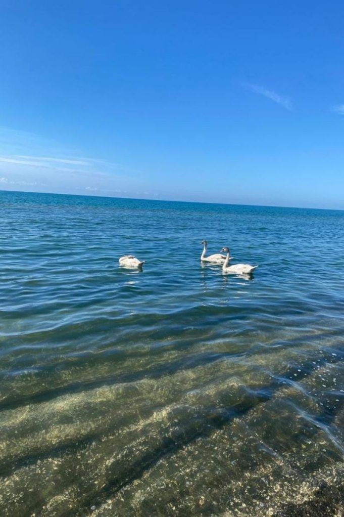 cigno-latina