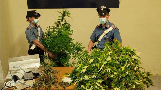 marijuana-box-pomezia