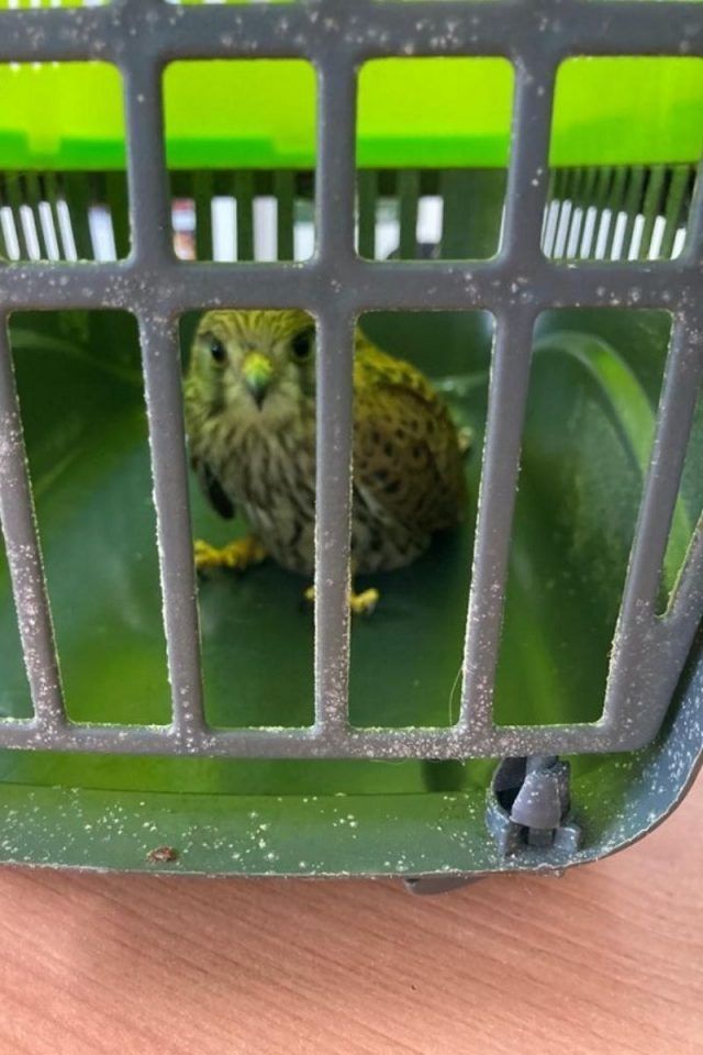 falco-ferito