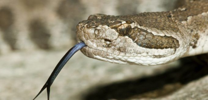 serpente serpente
