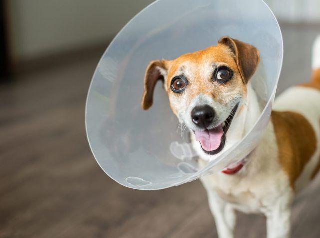 sterilizzazione cane