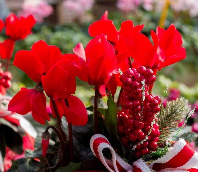 ciclamini natale