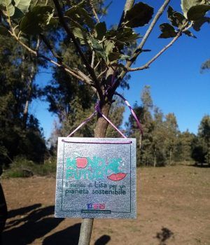 Sabaudia-Albero Liceo