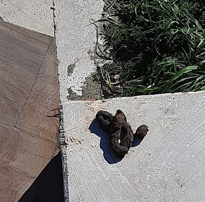 Escrementi Passeggiata Portoghesi