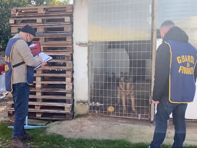 cani di razza gdf Velletri