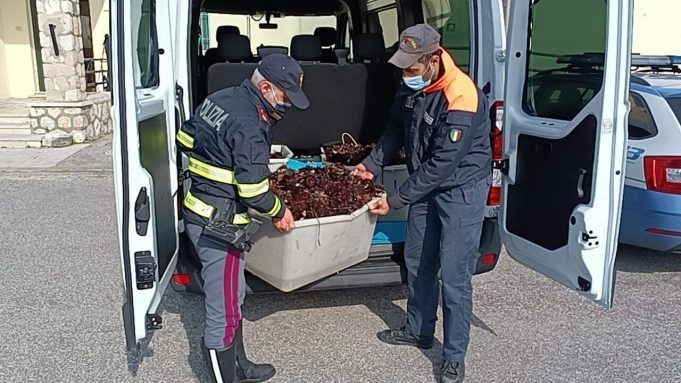 sequestro ricci di mare