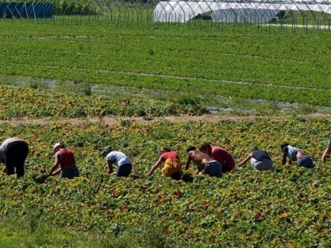 caporalato-aziende-agricole-pontine