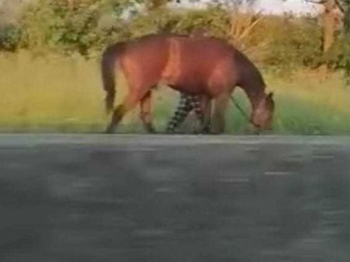 cavallo-pontina