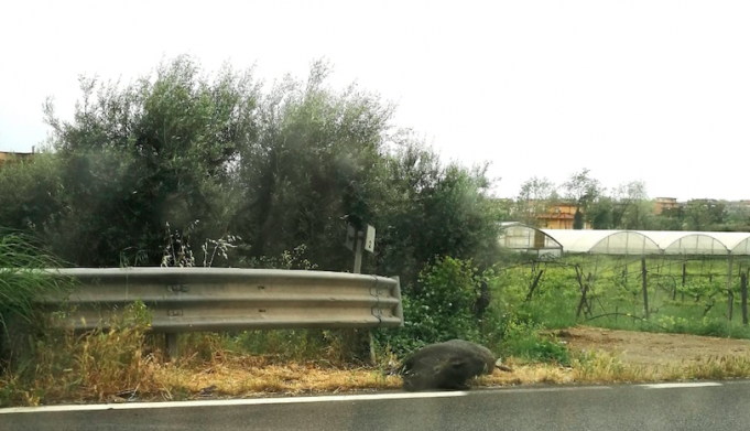 cinghiale-formia