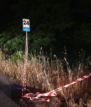 Anc-cinghiale morto