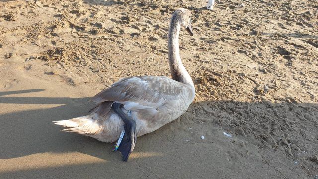 Anc-Cigno