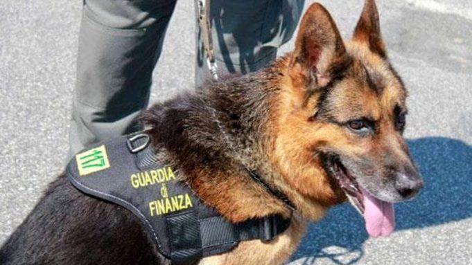 cane antidroga finanza