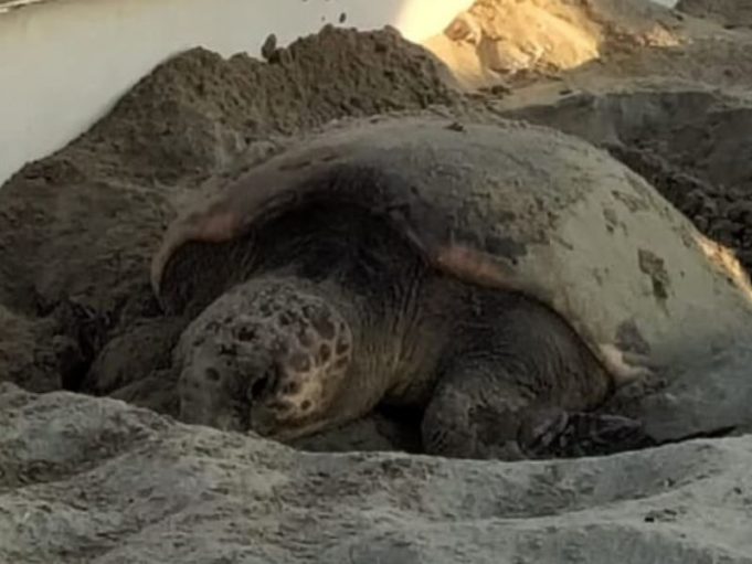 caretta-caretta