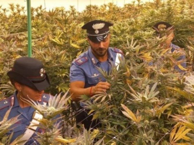 coltivazioni-marijuana