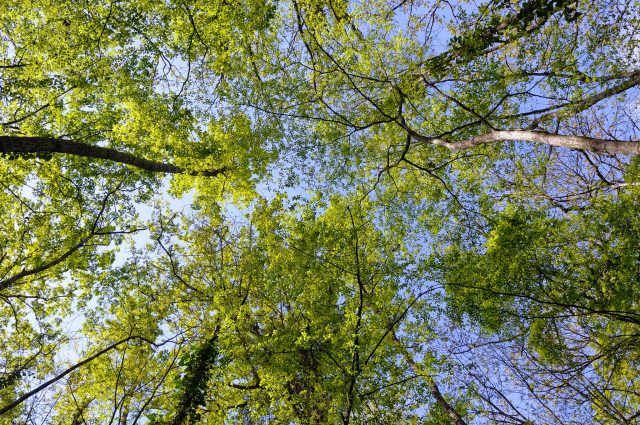 Parco-vegetazione