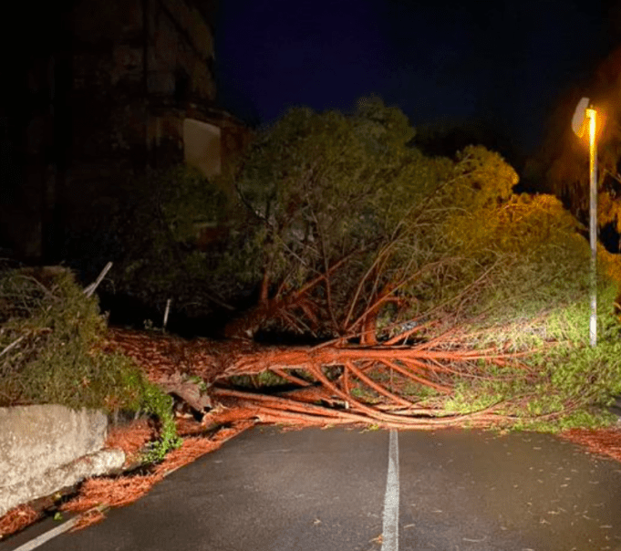 albero in strada