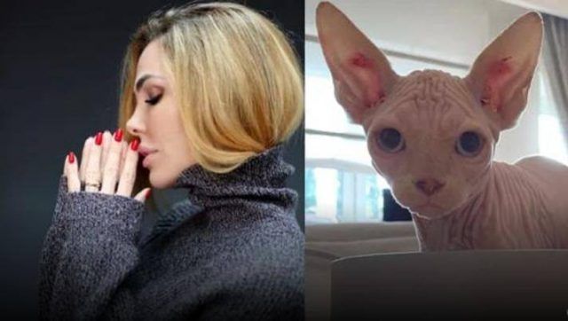 gatto