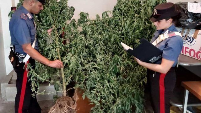 coltivazione piannte cannabis aprilia-2