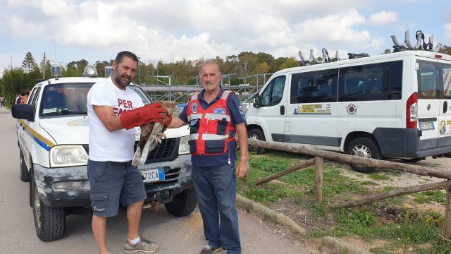 Anc-trasporto aquila serpenti