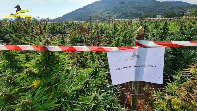 piantagione marijuana sequestro finanza sezze_1-3