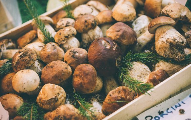 Funghi porcini