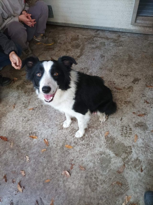 collie2