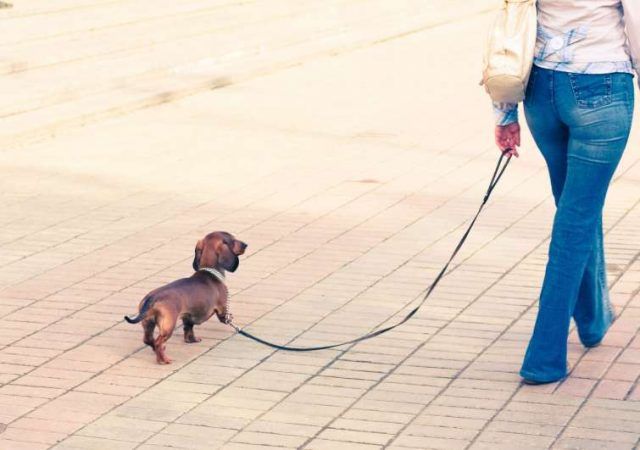 Formia-ordinanza cani
