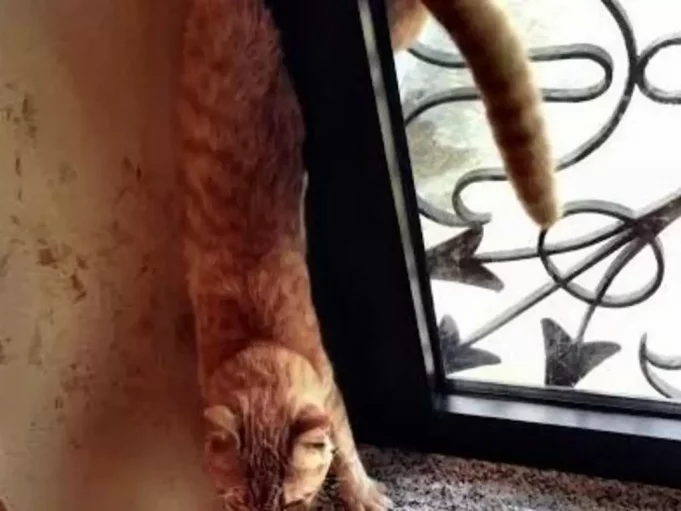 Gatto