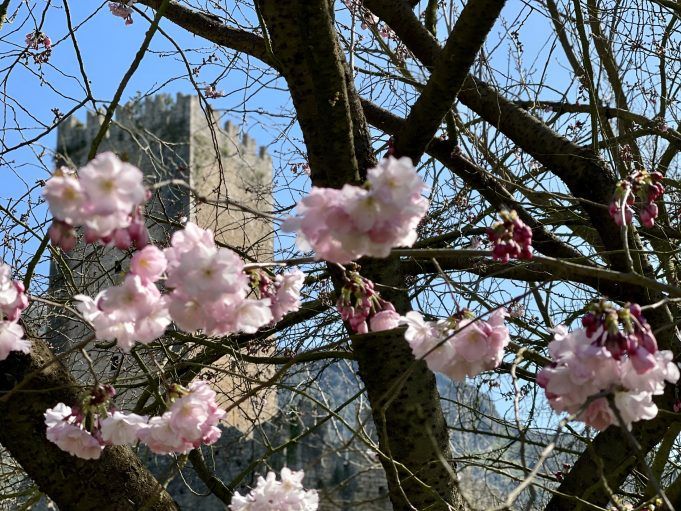 Giardino di Ninfa per il sociale