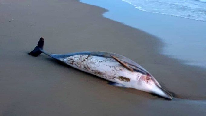 delfino morto sabaudia