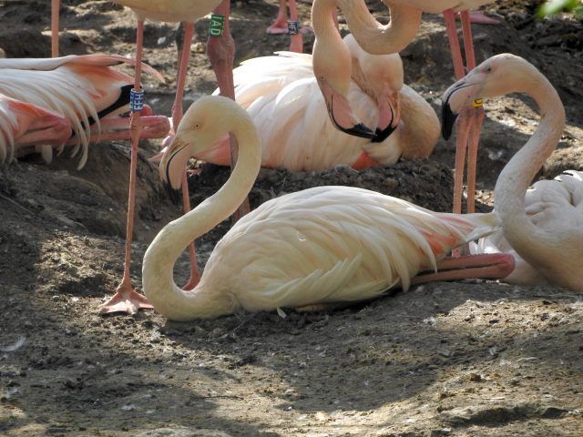 Fenicotteri al Parco Natura Viva, Elena Livia Pennacchioni_6