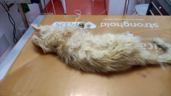 gatto-1536x864