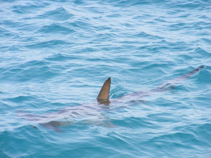pinna di squalo
