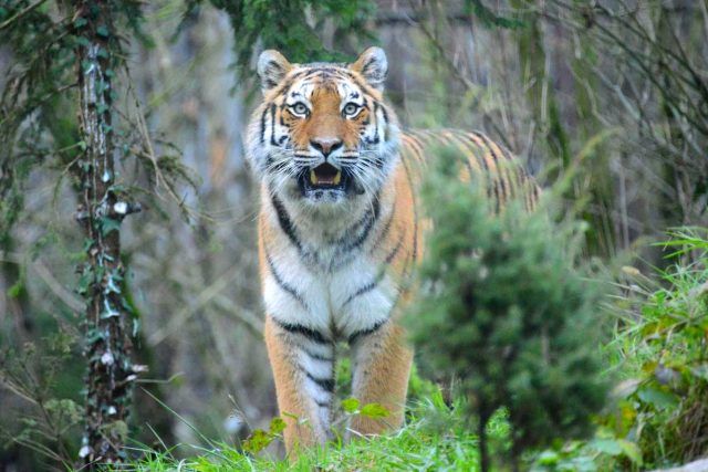 Tigre dell_Amur, archivio Parco Natura VIva