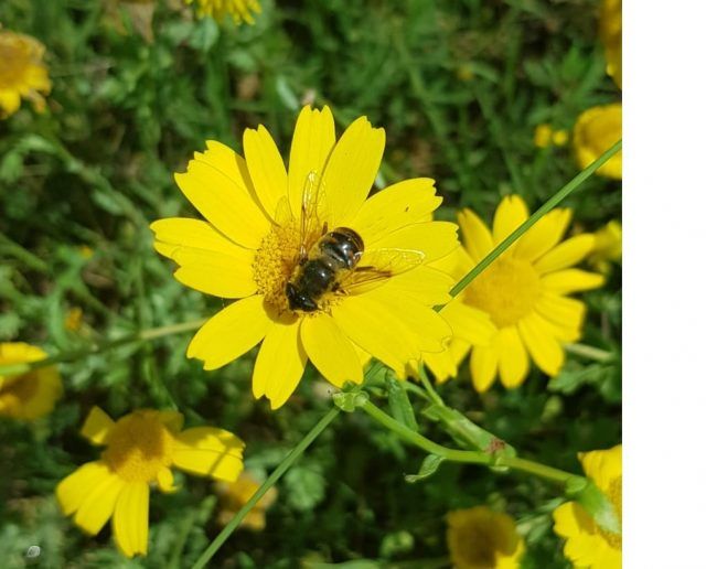 foto-impollinazione