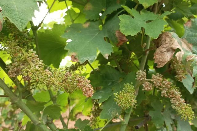 Sermoneta-peronospora