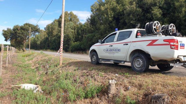 Anc-daino morto Litoranea