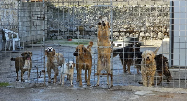 Terracina-cani