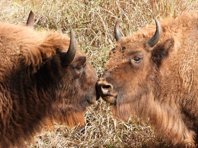 Il _bacio_ tra Eracle e Lilibet, bisonti europei nati al Parco Natura Viva, subito dopo il rilascio in natura