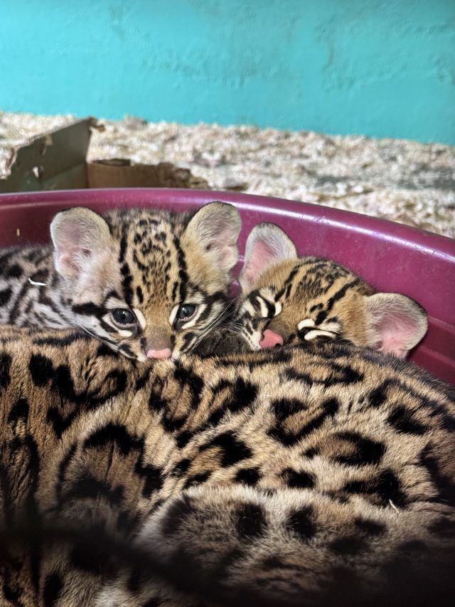 Baby ocelot nel reparto interno insieme alla loro mamma, ph Nedeljka Stevanovic