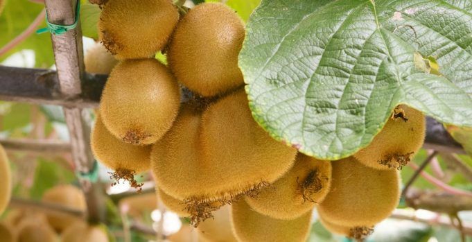 Sermoneta-moria Kiwi