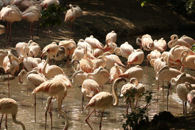 Fenicotteri rosa, archivio Parco Natura VIva
