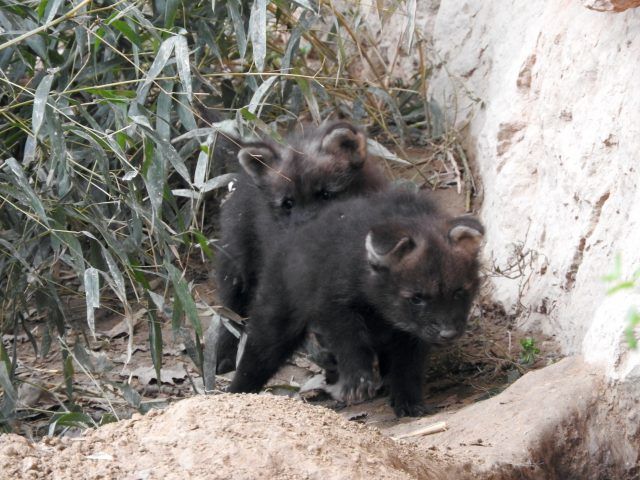 Piccoli crisocioni nati a febbraio del 2024 al Parco Natura Viva, ph ELP