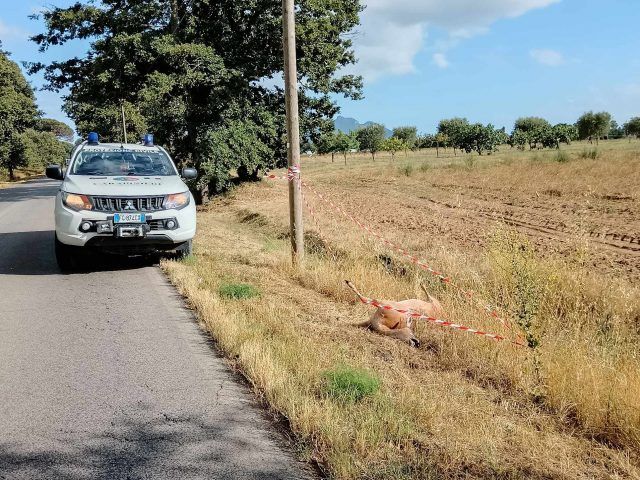 Anc-Daino morto Litoranea