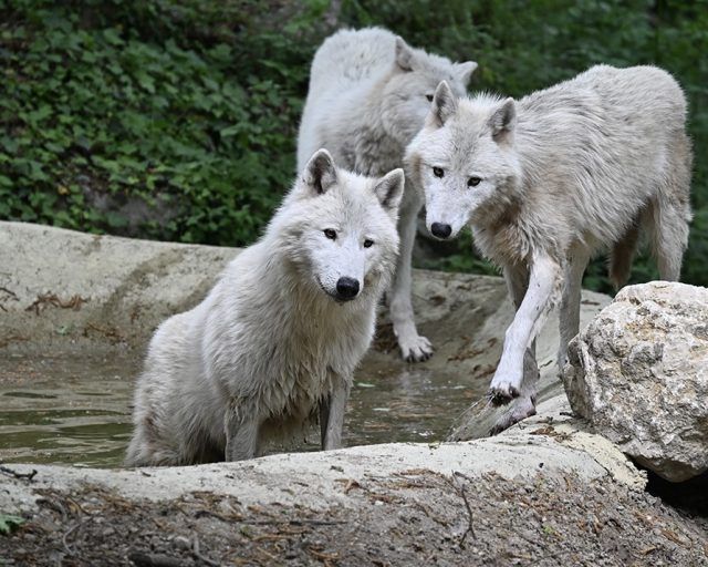 Lupi artici al Parco Natura Viva, ph. Valeria Cascella(1)