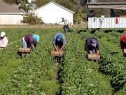 Da Taranto a San Felice Circeo 30 arresti per far entrare extracomunitari in Italia con false richieste
