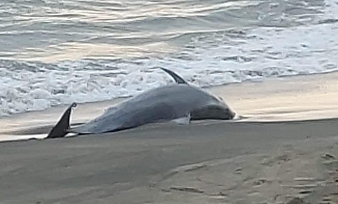 delfino morto capoportiere
