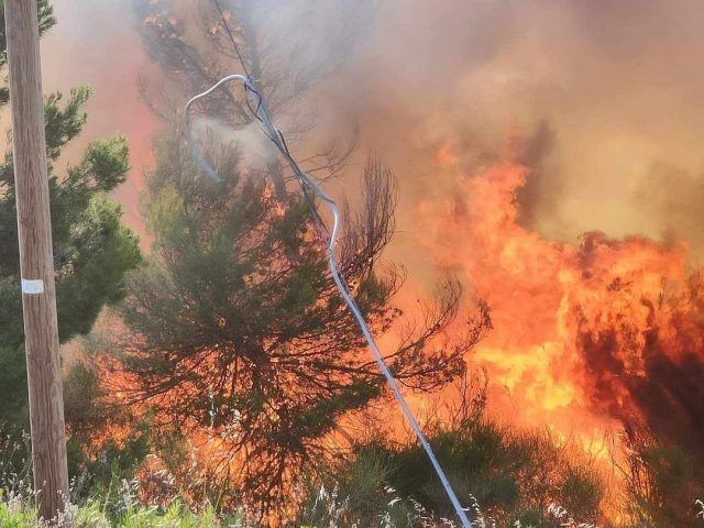 Anc-incendio eucalipteto