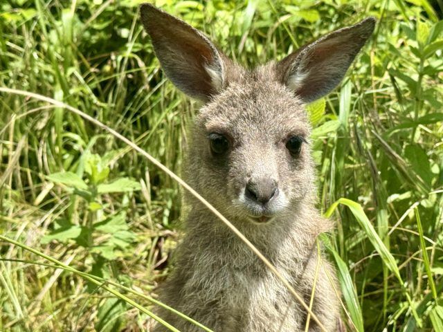 Cangurina durante una passeggiata nel prato con il suo keeper, quando abitava ancora nella nursery, ph Elena Livia Pennacchioni