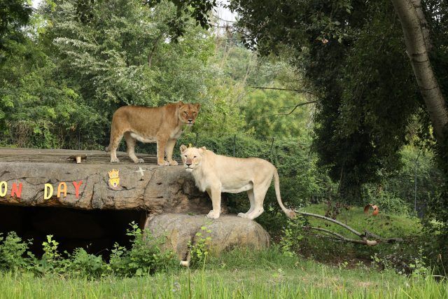 Il Lion Day al Parco Natura Viva, ph Federica Avesani
